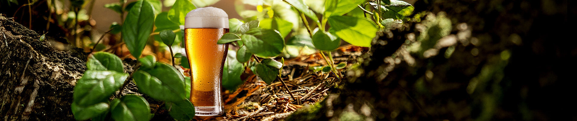 Guide des bières vegan : quelles bières sont vegan ?