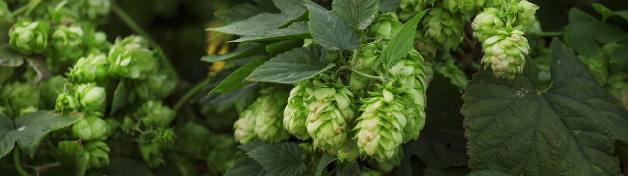 A close up image of wild hops.