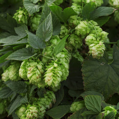 A close up image of wild hops.